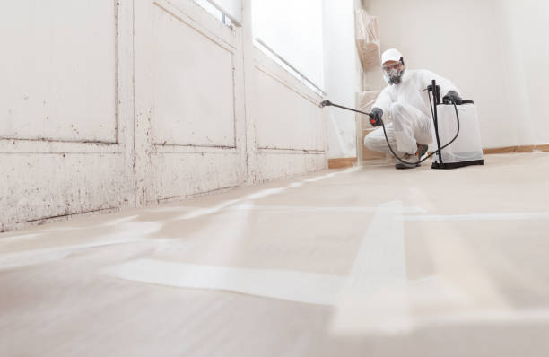 24/7 Emergency Basement Mold Removal experts in Federal Way, WA